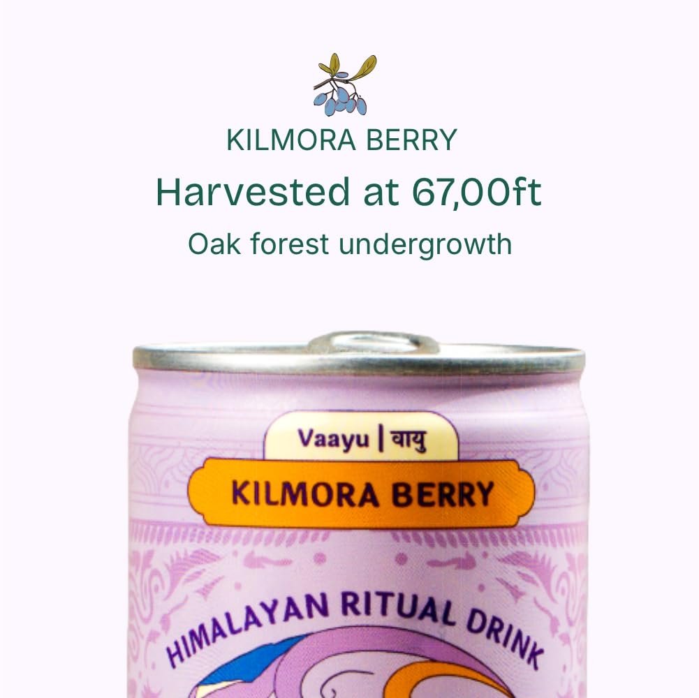 Himalayan berberine (Kilmora) Berry Botanical Malt Brew Pack of 12 Energy Drink, 250ml- Wild Foraged Berry Blend- Zero Added Sugar- Only 2.50 Calories per Can- Low Calorie Drink for Daily Refreshment & Wellness - Image 5